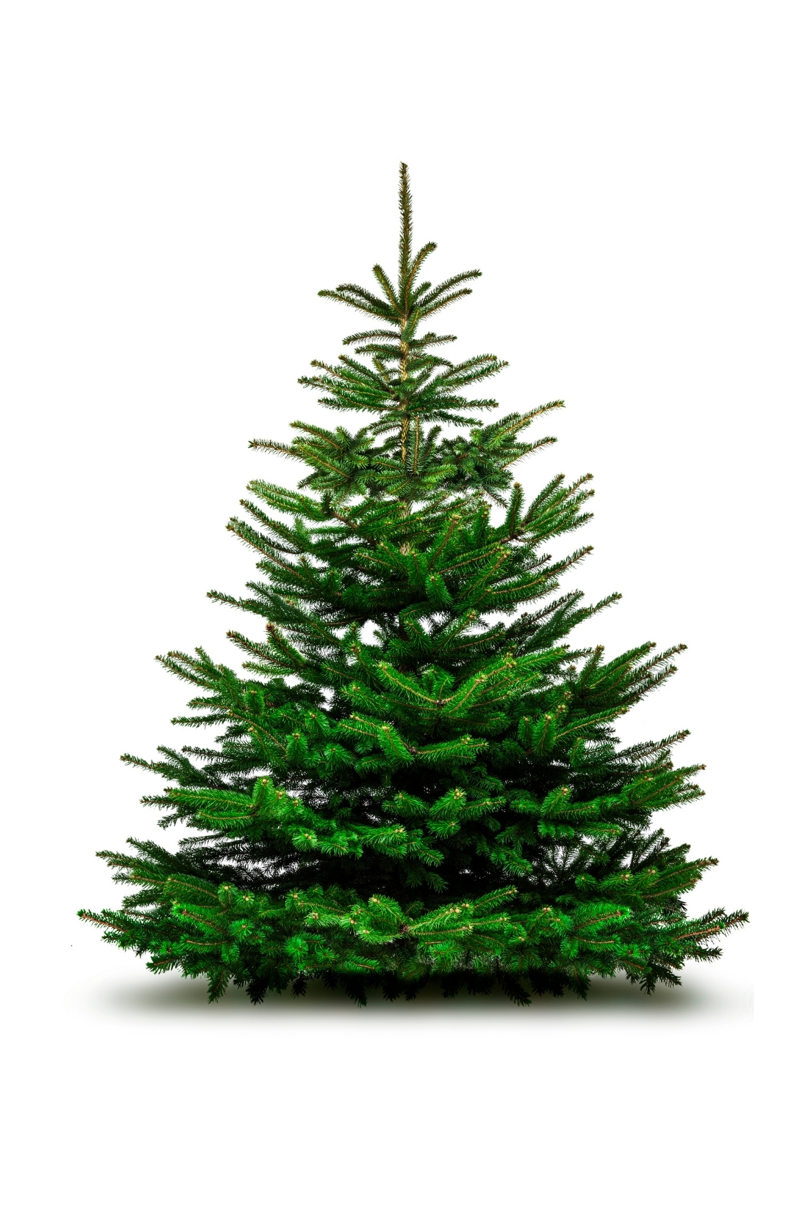 Recyclage des sapins de Noël : un geste simple pour l’environnement